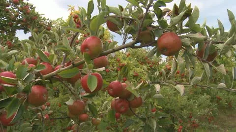 Braeburn apples on a tree Stock Footage 10855886