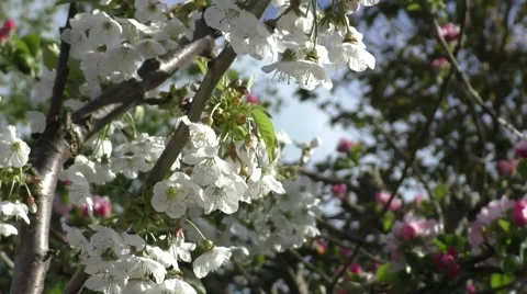 Braeburn blossom Stock Footage 50309730