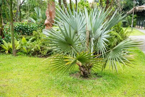 Brahea armata Stock Photos