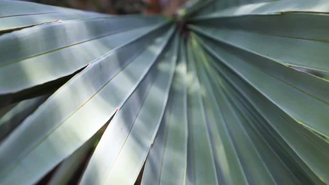 Brahea three. Close-up of a palm leaf. Stock Footage 113931760