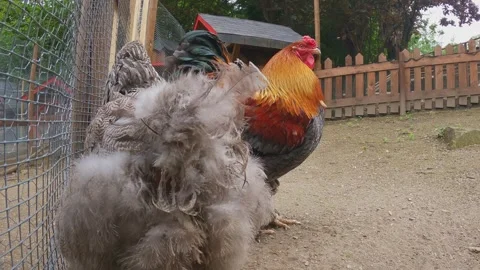 Brahma aggressive rooster attacking chicken, close-up real time Stock Footage 279873947