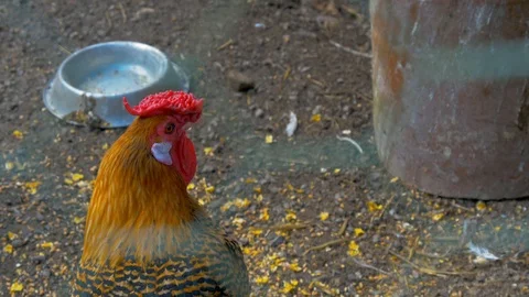 Brahma Chicken in coop (Close up) Stock Footage 114645588