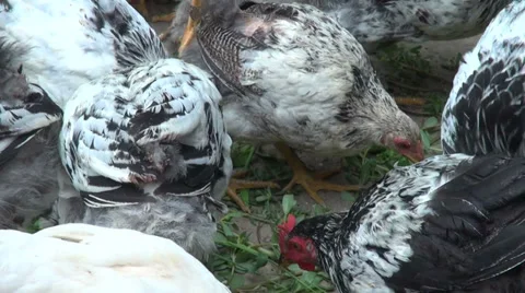Brahma chicken eating grass, poultry raising, hens, fowls, organic farm Stock Footage 30591536