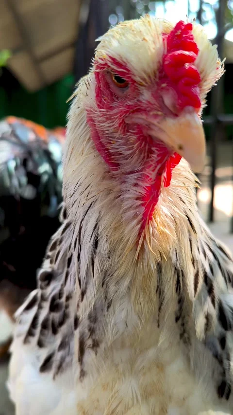 Brahma chicken Stock Footage 337593281