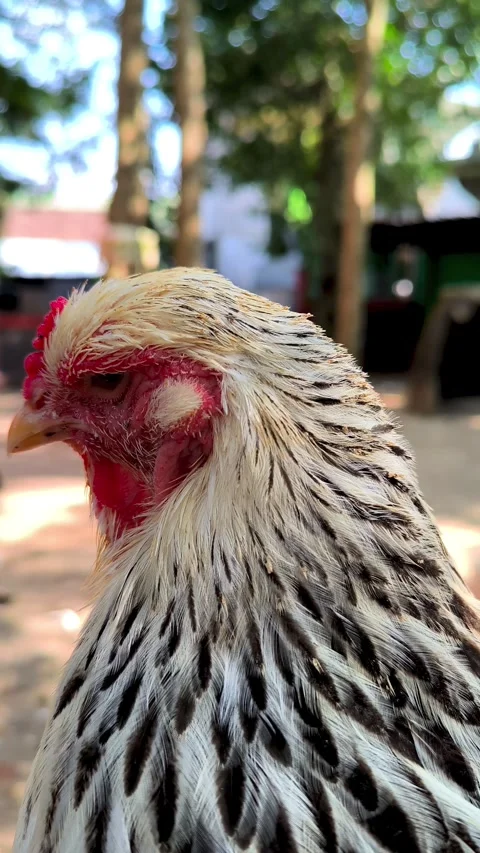 Brahma chicken with its distinctive dense Stock Footage 337593169