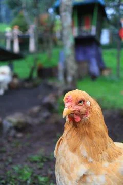 Brahma chicken Stock Photos, Royalty Free Brahma chicken Images