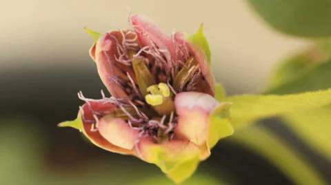 Brahma flower blooming timelapse Stock Footage 36611280