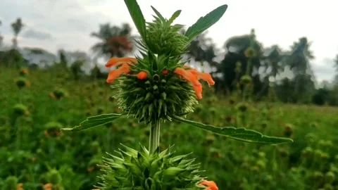 Brahma flowers Stock Footage 214632415
