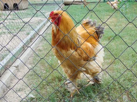 The Brahma hen in a enclosure Stock-Fotos