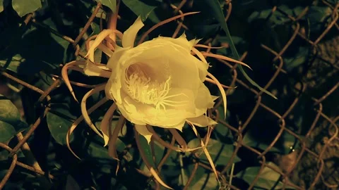 Brahma kamala Stock Footage 249053685