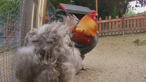 Brahma rooster attacking chicken, slow motion close-up Stock Footage 279873917