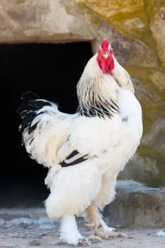 Brahma white rooster Photos