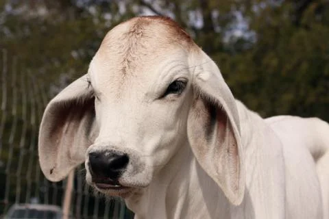 Brahman Calf Stock Photos