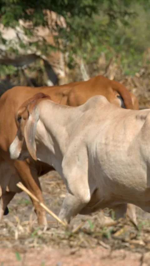 Brahman Cattle Herd Grazing in Dry Field in Khao Yai Thailand Vídeos de archivo 325700837