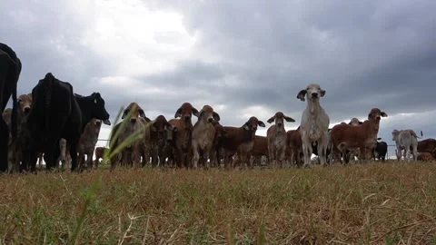 BRAHMAN CATTLEW IN FARM TEXAS USA LIVESTOCK Stock Footage 301351153