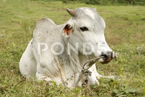 Brahman cow Stock Photos