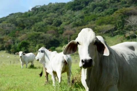 Brahman Cow Stock Photos