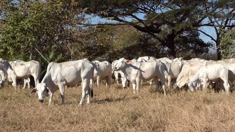 Brahman Cows Standing On A Field Stock Footage 107608693
