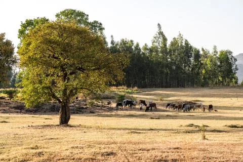 Brahman or Zebu bulls near the Blue Nile falls, Tis-Isat, Ethiopia, Africa Stock Photos