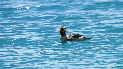 The  Brahmani bird swimming creates tiny waves on Pangong lake, Ladakh Video stock 255212724