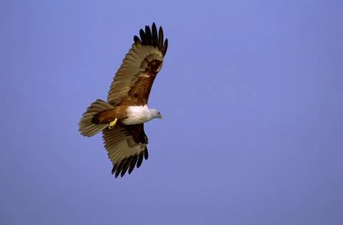 Brahmany kite Stock Photos