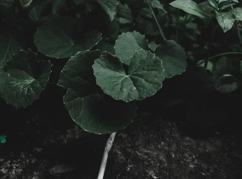Brahmi Leaves Stock Photos