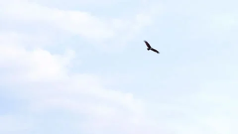 Brahmin kite in the sky Stock Footage 233320939