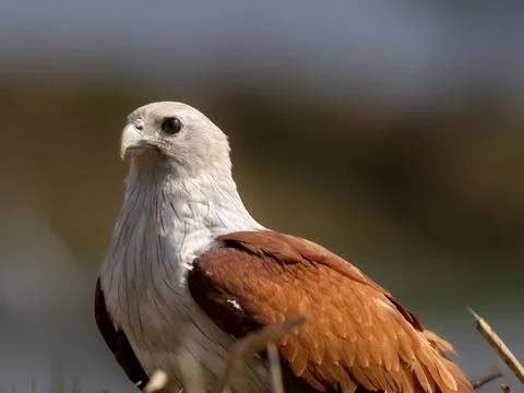 Brahmin y kite side angle with dark background Foto stock