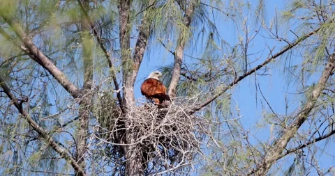 Brahminy kite with chicks in tree nest, blue sky backdrop, avian Stock Footage 305936440
