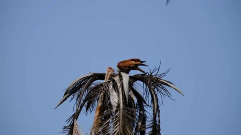 Brahminy kite feeding Video stock 333056324