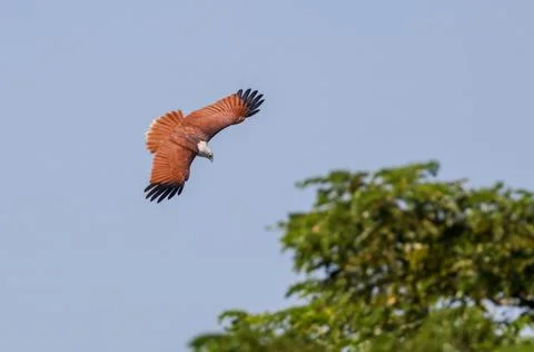 Brahminy kite in flight. Stock Photos