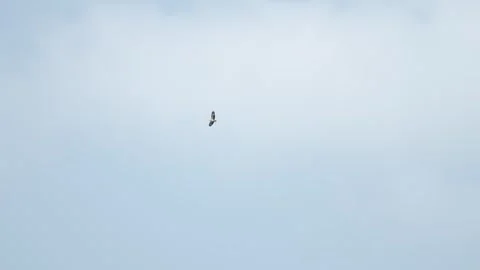 Brahminy kite flying Stock Footage 241424062