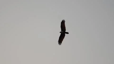 Bird of prey in meadow at sunset. Lens 2, Stock Video