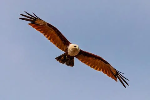 Brahminy Kite, a medium-sized bird of prey commonly found in coastal areas .. Stock Photos