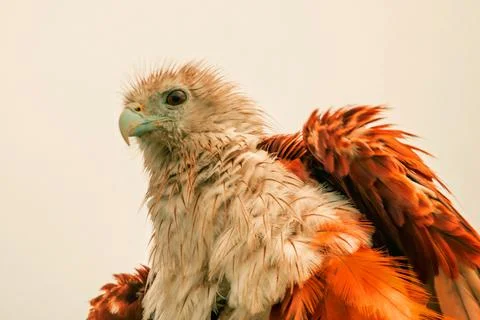 Brahminy Kite, a medium-sized bird of prey commonly found in coastal areas .. 库存照片