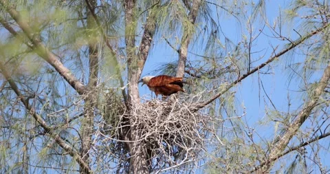 Brahminy kite nesting in fir tree, clear blue sky, chick visible, Stock Footage 305936071