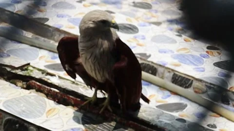 Brahminy kite or brown hawk, falcon or white head eagle in a cage video.4k. Stock Footage 277253505