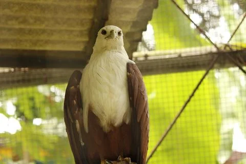 Brahminy Kite Perched in Aviary Environment Stock Photos