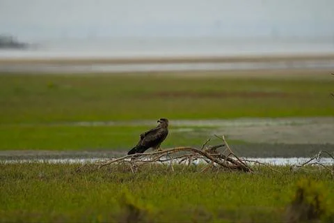 Brahminy kite perched on a broken tree branch Stock Photos
