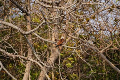 Brahminy kite perched on tree branch wildlife Foto stock