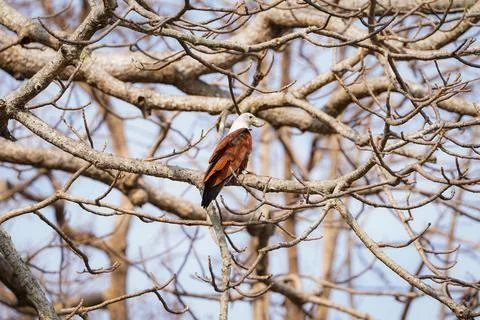 Brahminy Kite Perched on Tree Branches in Natural Habitat Wide View Foto stock