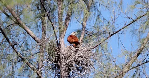 Brahminy kite perched in tree nest, clear blue sky, chick in nest, Stock Footage 305936087