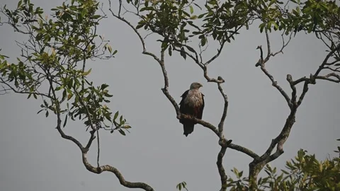 Brahminy kite perched on the tree as the wind blows in Sundarbans national park 스톡 동영상 269678137