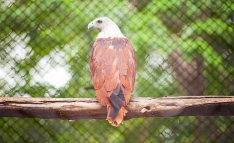 Brahminy kite Stock Photos