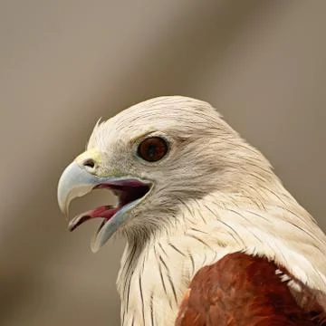 Brahminy kite Stock Photos