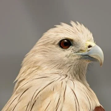 Brahminy kite Stock Photos