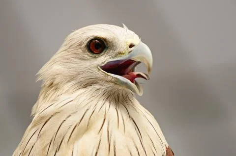 Brahminy kite Stock Photos