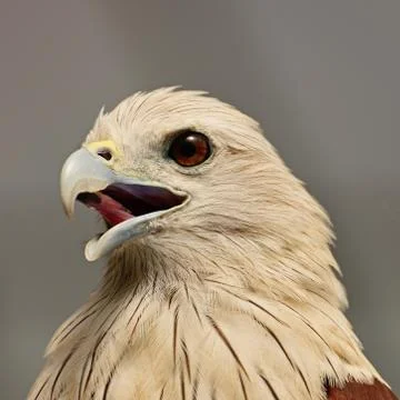 Brahminy kite Stock Photos