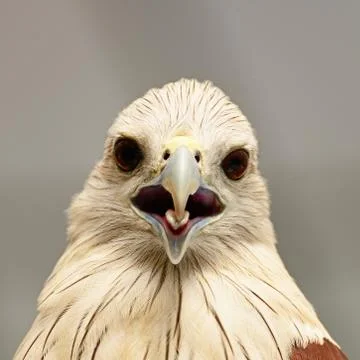Brahminy kite Stock Photos