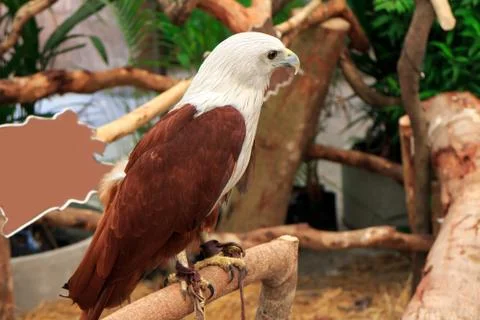Brahminy kite Stock Photos
